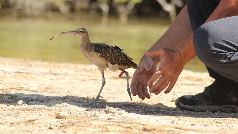 The Kivi Kuaka project fits birds with GPS trackers to observe how they respond to natural hazards (Credit: Kivi Kuaka)