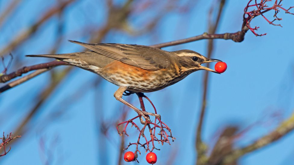 Around a million redwings migrate to the UK every year (Credit: Getty Images)