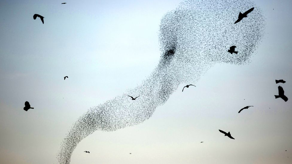 The strange reason migrating birds are flocking to cities - BBC Future