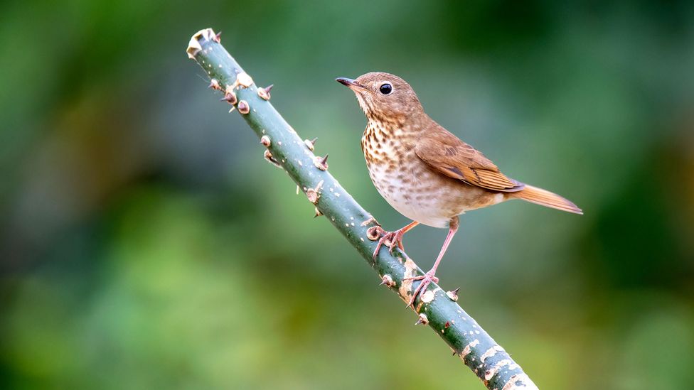 When they're not migrating, Swainson's thrushes are usually found in dense forests, chasing after insects or plucking berries off branches (Credit: Alamy).