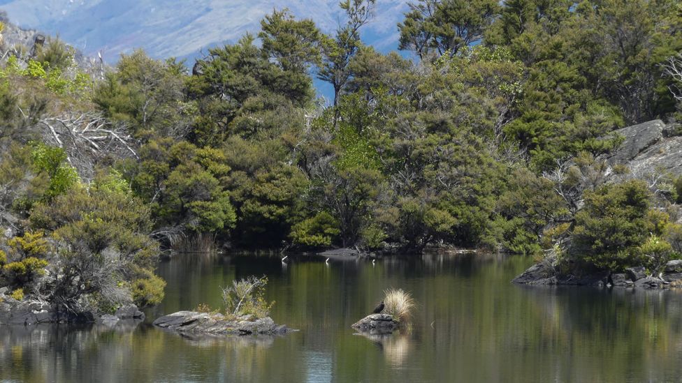 Two tiny rocky islands decorate Arethusa Pool, a freshwater lake on an island in a lake (Credit: Briar Jensen)