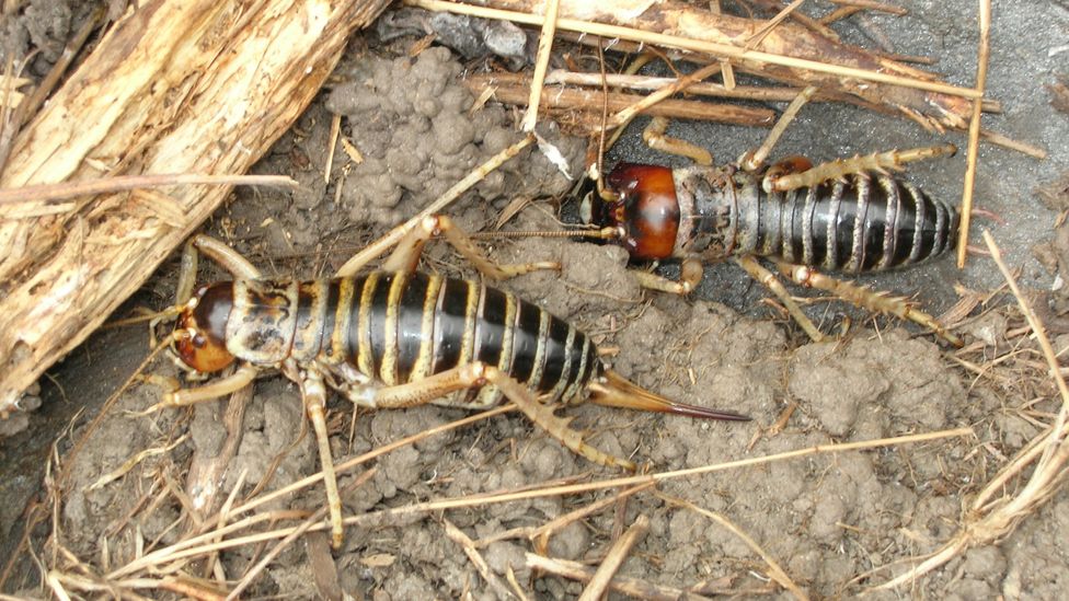 Native to New Zealand, wētā are large, spiny insects related to grasshoppers and locusts (Credit: Eco Wanaka Adventures)