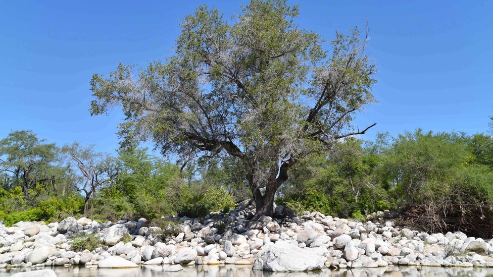 The arroyo oak's ancestors date back 55 million years (Credit: The Morton Arboretum)