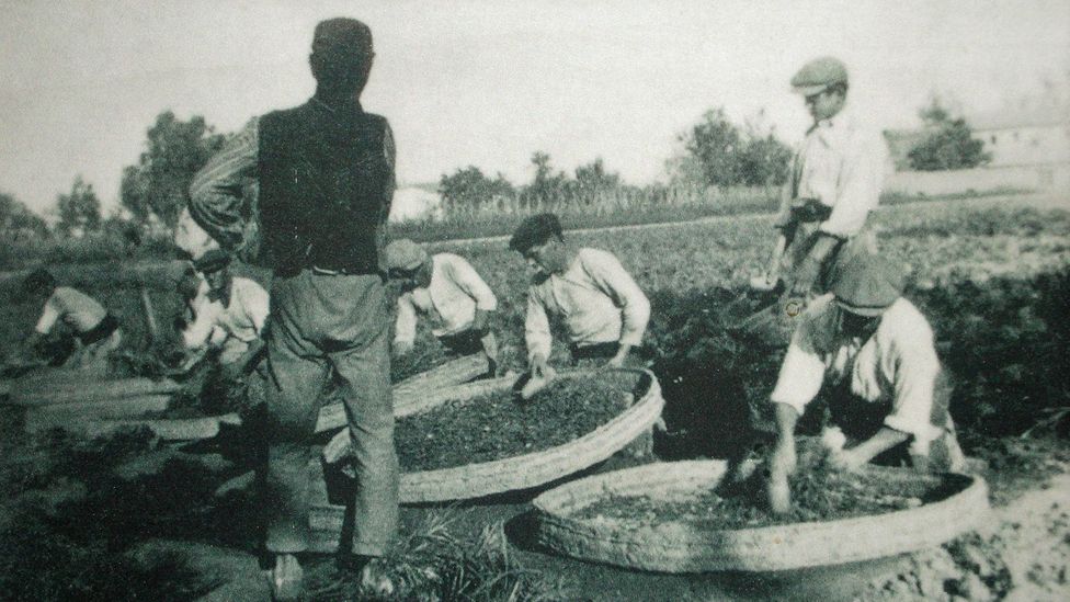 Tiger nut cultivation was extremely labour intensive before the use of machinery (Credit: Alquería El Machistre)