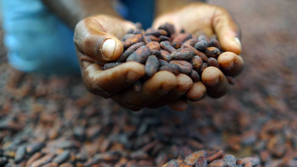 Hands hold cacao beans (Credit: BBC)