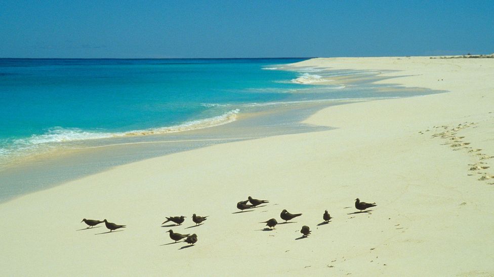 The island was described as "covered with birds innumerable" when it was first discovered (Credit: Wolfgang Kaehler/Getty Images)