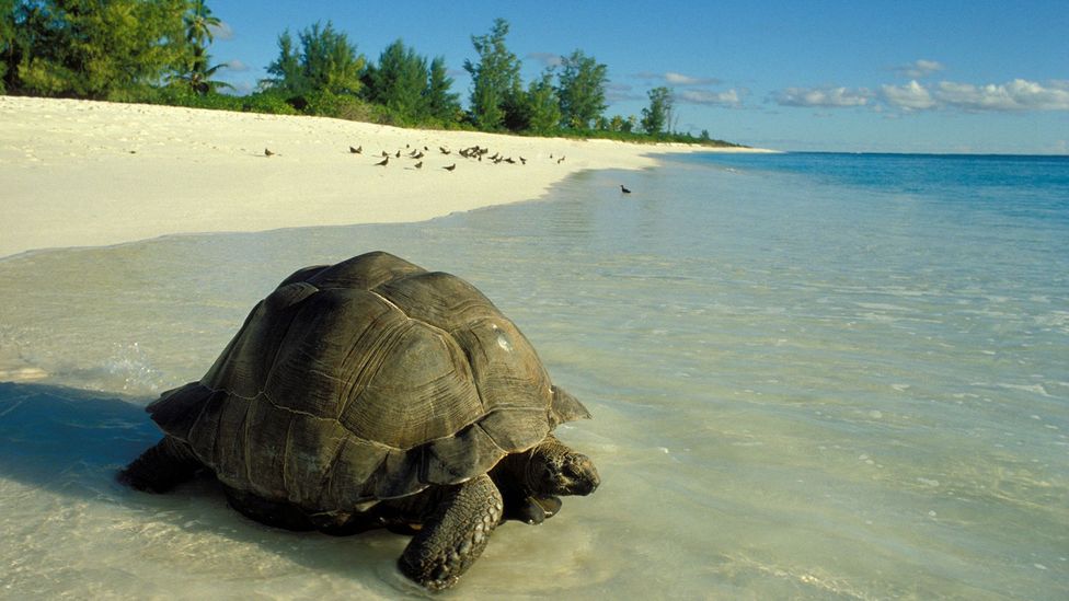 Today 24 giant tortoises also live on Bird Island (Credit: Wolfgang Kaehler/Getty Images)