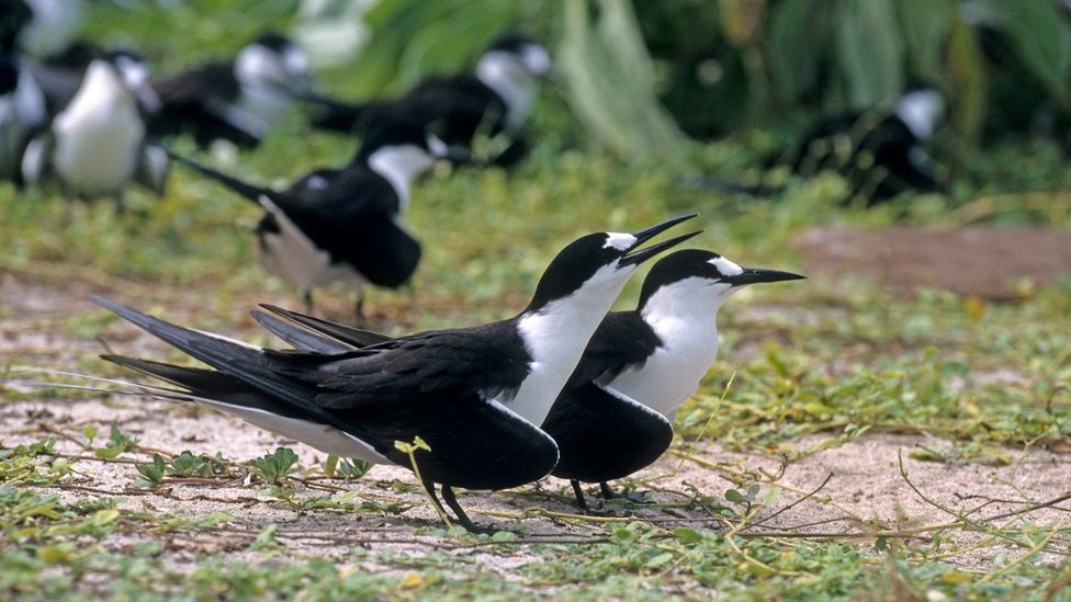 Sooty terns need sandy soil to lay their eggs on the ground, which was hard to find when the island was covered in palm trees (Credit: Michel VIARD/Getty Images)