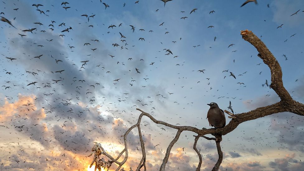 Sooty terns seem to sleep in short bursts while flying, and only land when nesting or caring for young (Credit: Paul & Paveena Mckenzie/Getty Images)