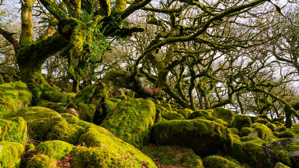 The gnarled, moss-covered oaks of Wistman's Wood, Dartmoor National Park.