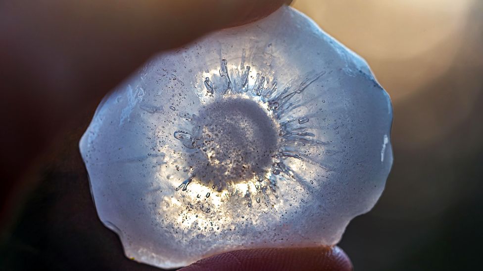 Larger hailstones form in layers of different kinds of ice that are determined by the amount of air trapped inside the ice (Credit: Lukas Jonaitis/Alamy)