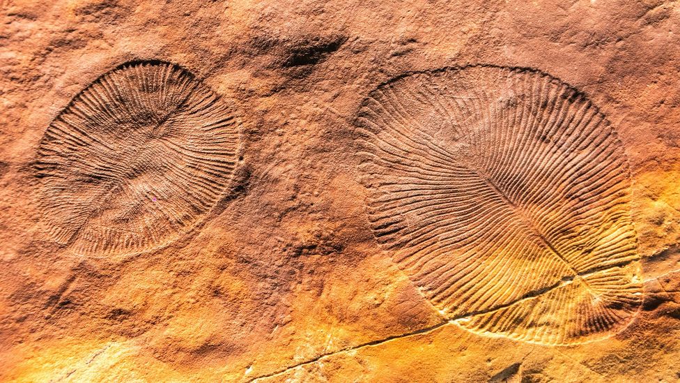 The discovery of the Ediacaran Biota, dating back 570 million years, changed our understanding of natural science (Credit: Zeytun Travel Images/Alamy Stock Photo)