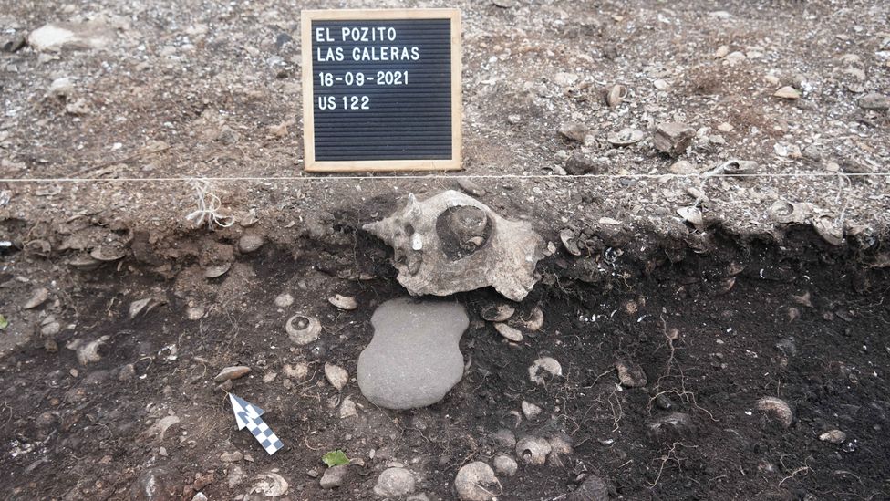 Butterfly axes were likely used for felling trees to make canoes and oars (Credit: Francesco Genchi/Sapienza University of Rome) Butterfly axes were likely used for felling trees to make canoes and oars (Credit: Francesco Genchi/Sapienza University of Rome)