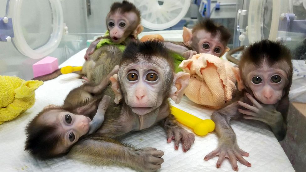 Cloning produces genetically identical animals that can be useful for scientific research – though some experts have raised ethical concerns about this (Credit: Getty Images)