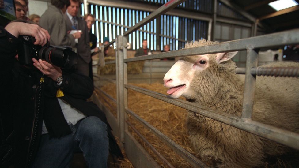 Dolly ha trascorso tutta la sua vita al Roslin Institute in Scozia. Morì quando aveva solo sei anni e mezzo, dopo aver sviluppato malattie polmonari e artrite (Credit: Getty Images).