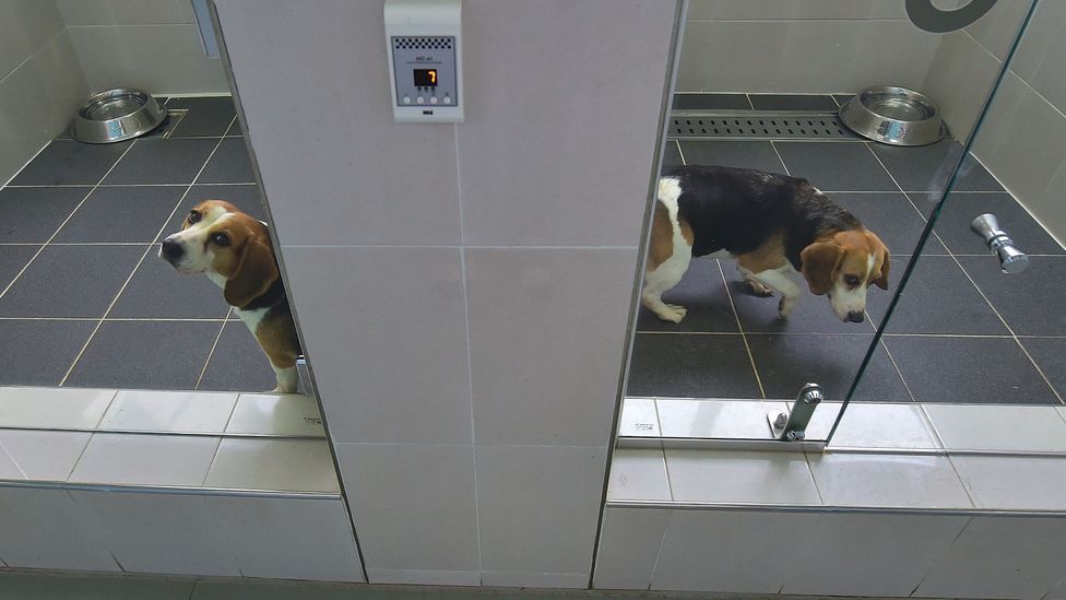The Sooam Biotech Research Foundation, South Korea, clones dogs for pet owners, but also for organisations seeking replacements for their best working dogs (Credit: Getty Images).
