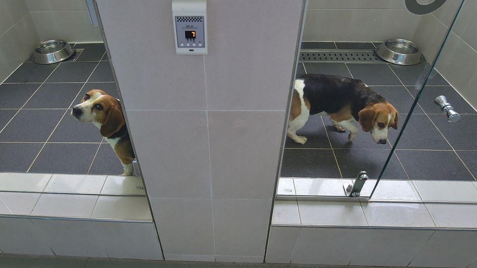 La Sooam Biotech Research Foundation, Corea del Sud, clona i cani per i proprietari di animali domestici, ma anche per le organizzazioni che cercano sostituti per i loro migliori cani da lavoro (Credit: Getty Images).