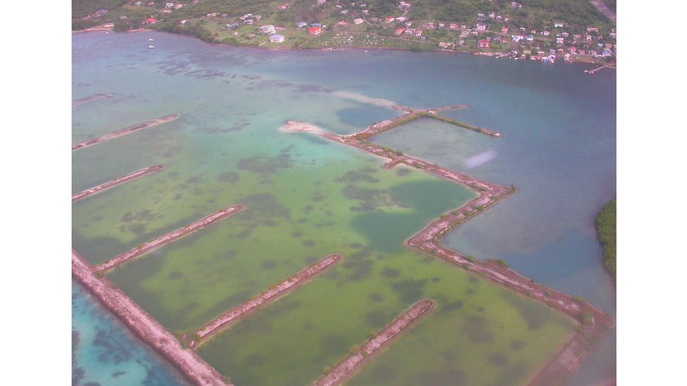The causeway cut off natural water circulation in Ashton Lagoon, causing eutrophication, as seen in this 2004 aerial photo of the lagoon (Credit: Michele Kading/BirdsCaribbean)