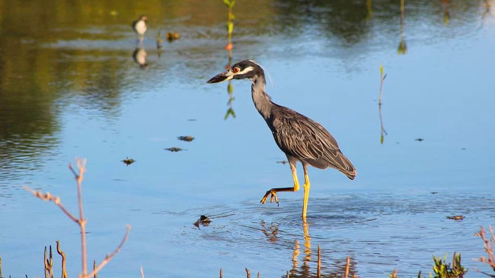 A yellow crown night heron spotted at the Ashton Lagoon during a 2020 bird identification workshop (Credit: SusGren)