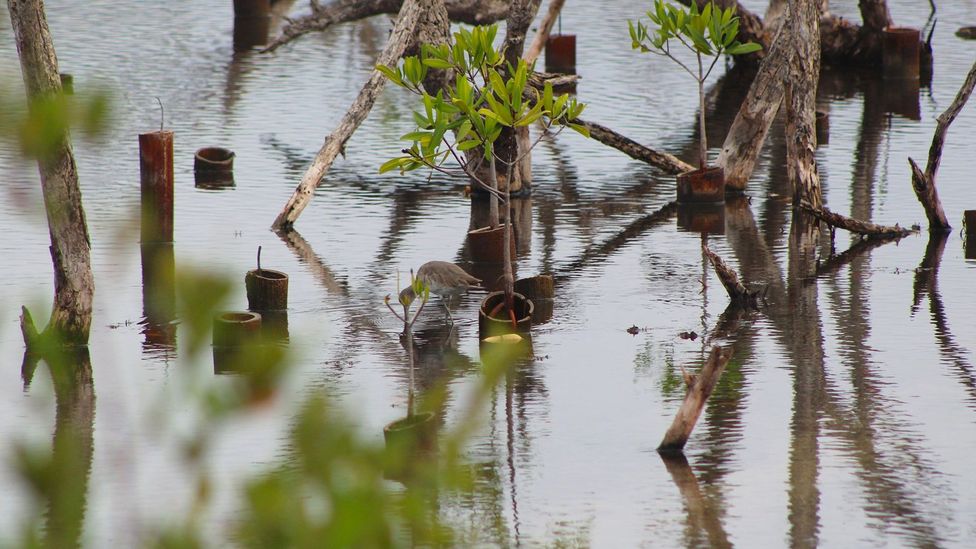 Some 3,000 red mangroves were planted at Ashton Lagoon by Matthew Harvey and his team (Credit: SusGren)