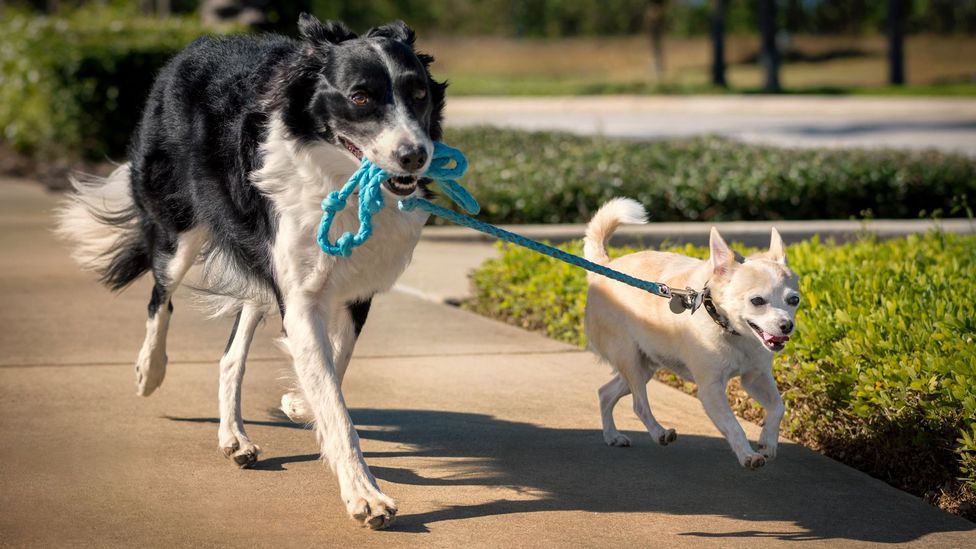 Border collie holding smaller dog's leash (Credit: Getty Images)