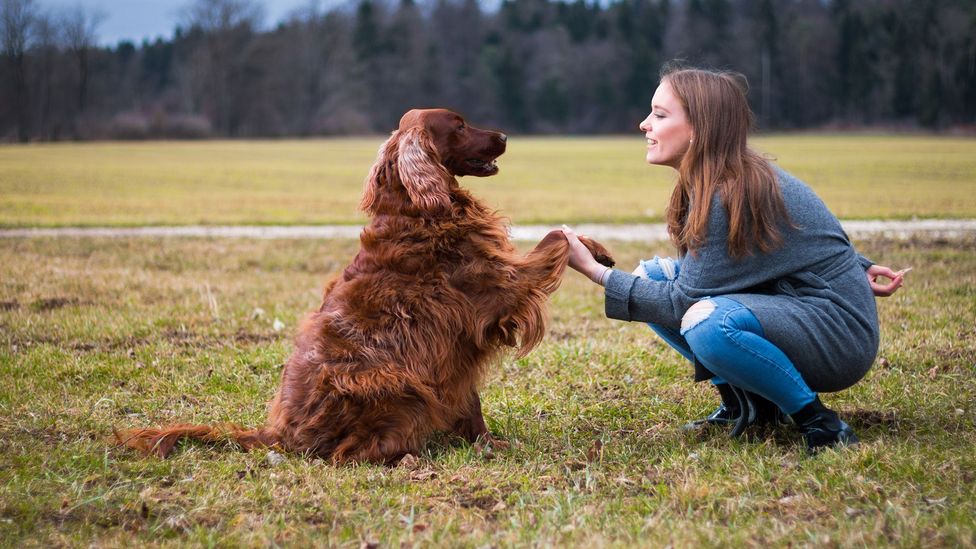 The principle of "rehearse and reward" applies to all the life skills we want from our dogs (Credit: Getty Images)