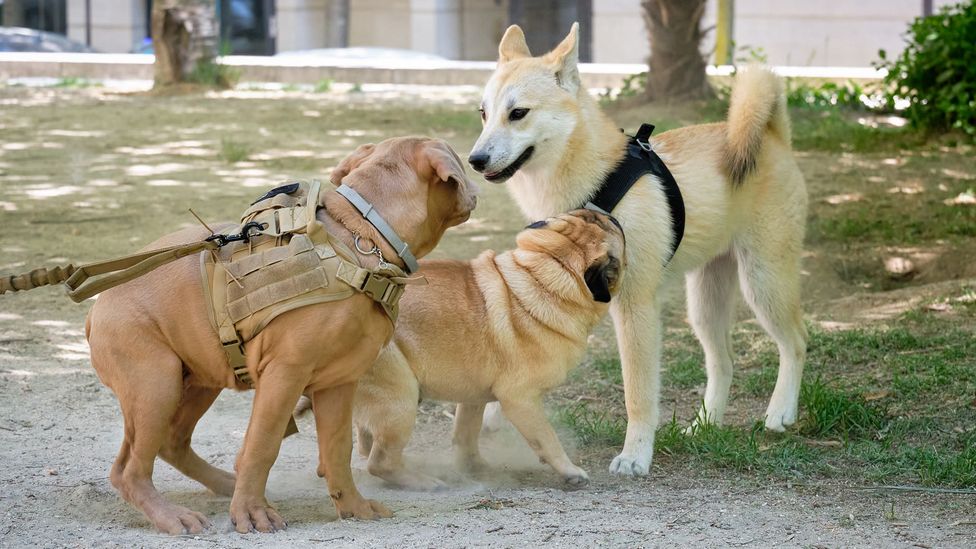 It's crucial to teach dogs how to socialise calmly with other animals (Credit: Getty Images)