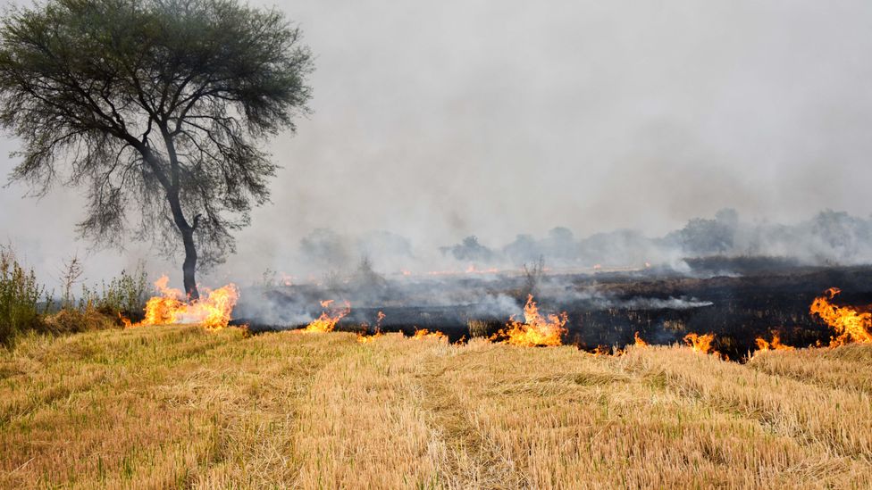 Burning crop residue after harvest has been outlawed in several Indian states, but the ban has proved hard to enforce (Credit: Getty Images)