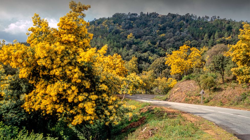 The rocky ranges in southern France are home to Europe's largest mimosa forest (Credit: Pierre Longnus/Getty)