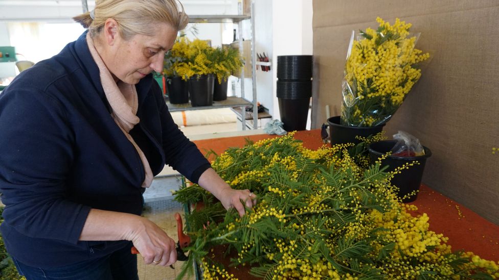 Cécile Reynaud is a third-generation mimosiste: her grandmother first planted mimosa to sell to perfumeries in the 1930s (Credit: Chrissie McClatchie)