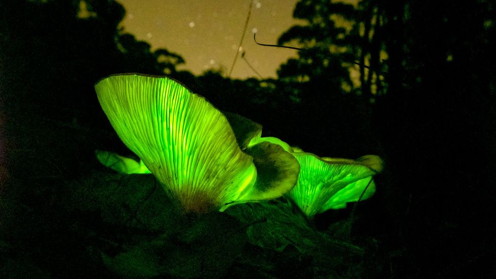Some fungi carry genes that allow them to produce bioluminescence and could be used to bioengineer plants that glow (Credit: Louise Docker/Getty Images)