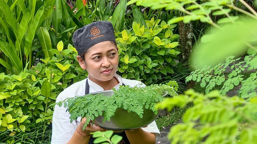 Ni Putu Yuliastuty, chef at Fivelements Retreat, picks fresh moringa from the resort gardens (Credit: Mark Eveleigh)
