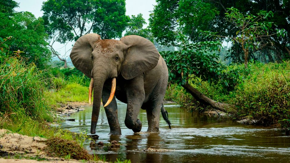 african elephant fighting