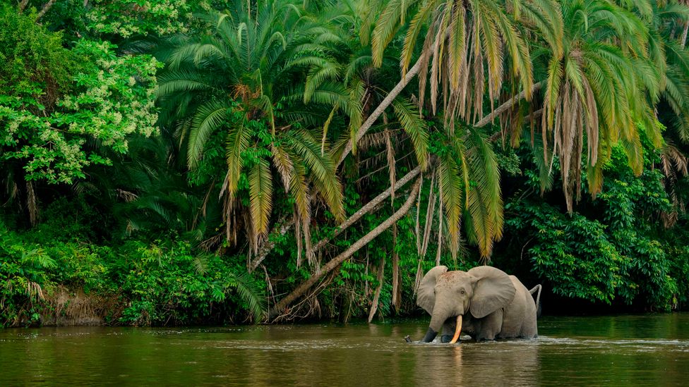 By quantifying the carbon that a forest elephant sequesters while going about its daily life, researchers hope that it can aid their conservation (Credit: Getty Images)