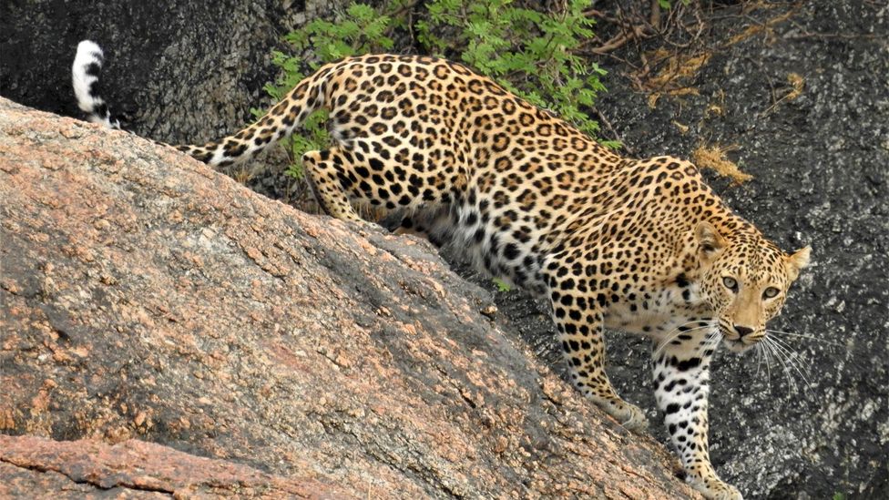 Kai kuriuose Šiaurės Indijos kaimuose leopardai suvokiami kaip mąstančios būtybės, o ne instinktų valdomi plėšrūnai (Kreditas: Pushpendra Singh Ranawat)