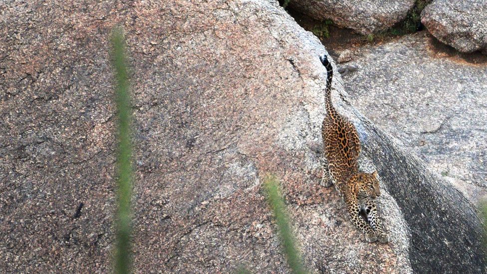 Visi Jawai leopardai vietinei bendruomenei žinomi individualiais vardais (kreditas: Sugato Mukherjee)
