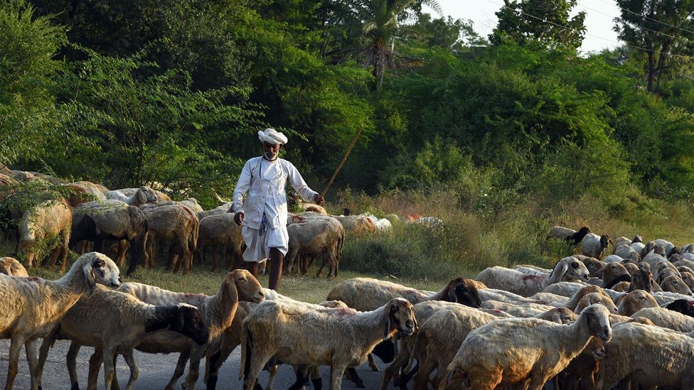 The Rabaris are a semi-nomadic shepherding community that migrated to India from Iran (Credit: Sugato Mukherjee)