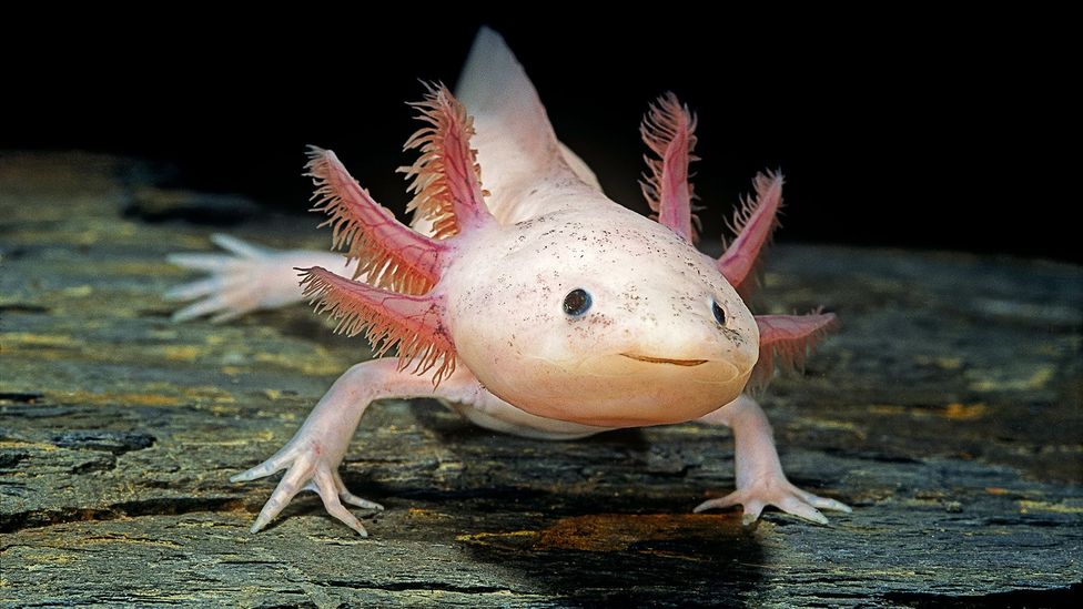 Axolotl – a type of salamander found in Mexico – have remarkable healing powers that allow them to regenerate entire limbs (Credit: Paul Starosta/Getty Images)