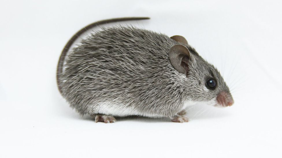 african spiny mouse