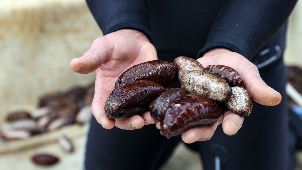 They might not look like much but sea cucumbers have to regenerate their intestines (Credit: Mahmut Serdar Alakus/Getty Image)