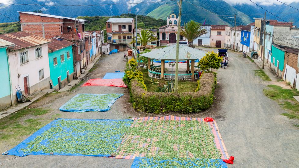 Much of Bolivia's coca is grown in the Yungas; here, coca leaves are dried in Cruz Loma village near Coroico (Credit: Mathess/Getty Images)