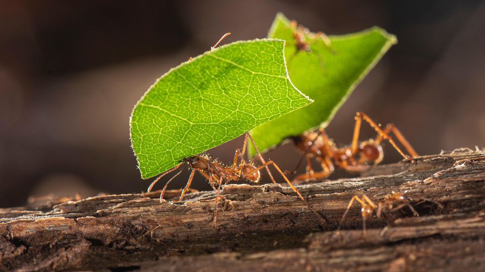 Leafcutter ants gather plant material as they farm fungus – but their complex societies may also lead them to have smaller brains (Credit: Adrain Davies/Alamy)