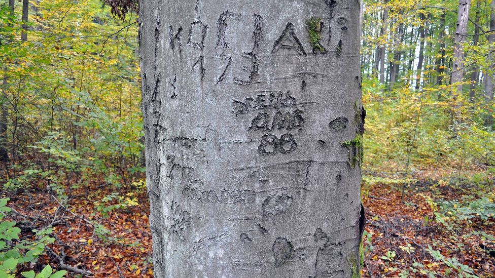 Carvings in the bark of a tree. The year, 88, is visible at the bottom of the carving as are some Cyrillic letters (Credit: Grzegorz Kiarszys)