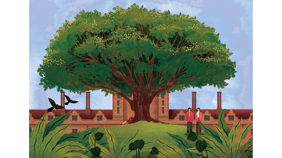 The Knole oak is among the symbolic and culturally significant trees featured in The Great British Tree Biography by Mark Hooper (Credit: Amy Grimes/ Pavilion Books)