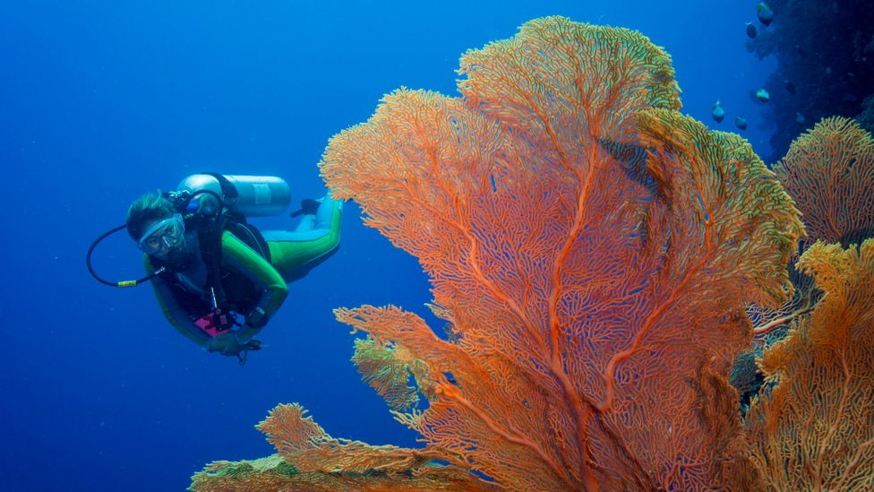 Palau is renowned for its spectacular diving and marine life (Credit: Westend61/Getty Images)