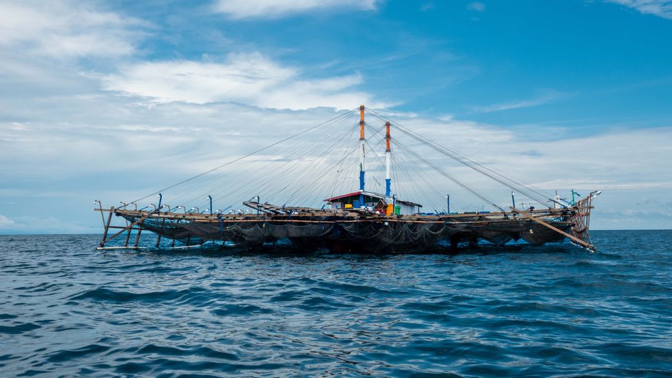 To dive with whale sharks at Triton Bay, you must first find the Bugis and ask their permission (Credit: Anita Verde)