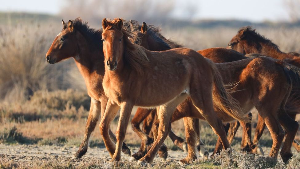 The domestication of horses sparked inequality, as horse-equipped armies more easily conquered new lands (Credit: Lokman Ilhan/Anadolu Agency via Getty Images)