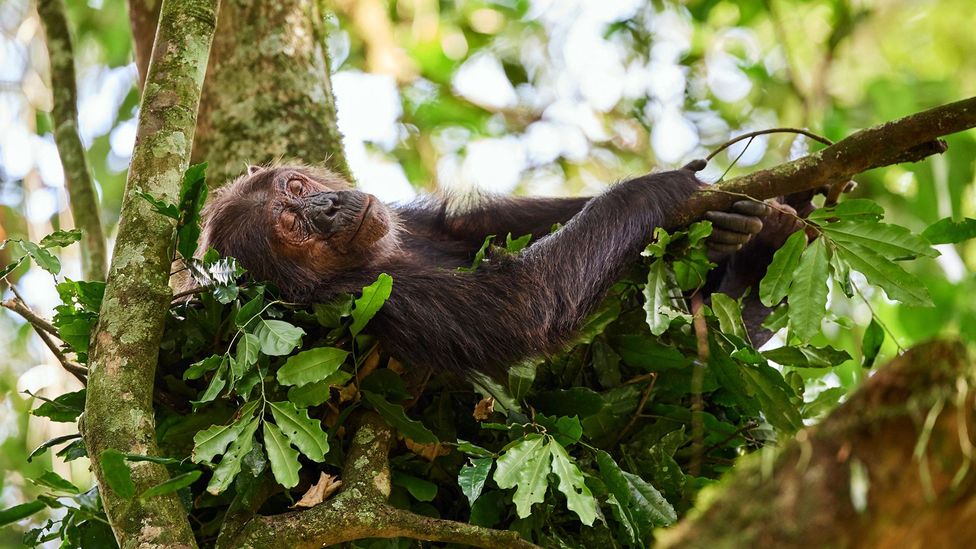 Although chimpanzees are our closest living primate relative, their sleep patterns are remarkably different from our own (Credit: Alamy)