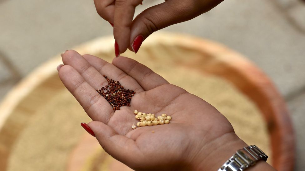 Vegans are rediscovering India's nutritious traditional grains and pulses (Credit: Getty Images)