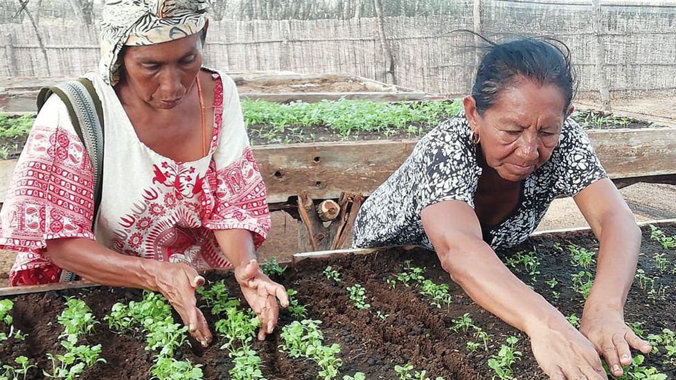 Wayúu women from the community of Parenska in La Guajira, Colombia, monitor crops planted in an agricultural training centre (Credit: FAO Colombia)